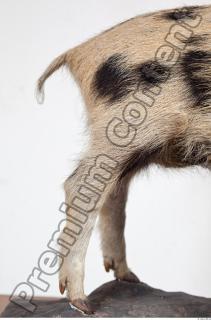 Pig leg photo reference 0001